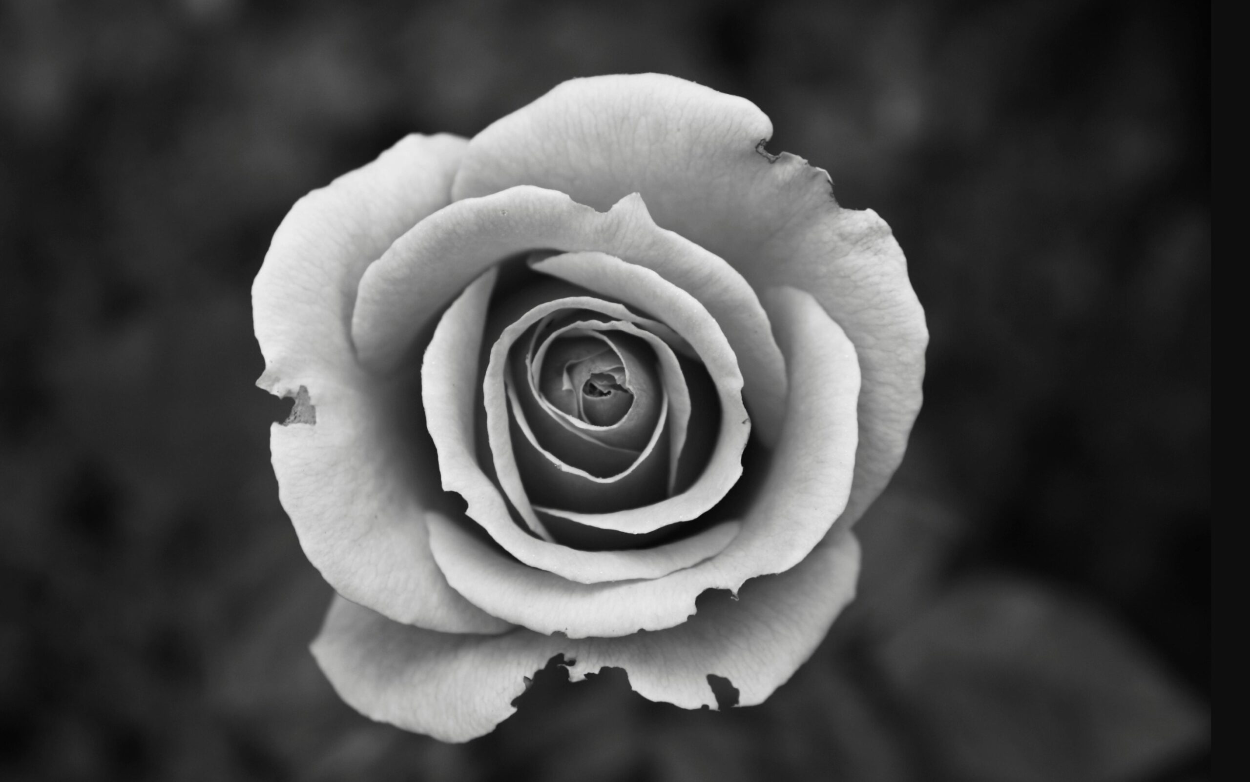 Xnip2025-11-26_13-17-20