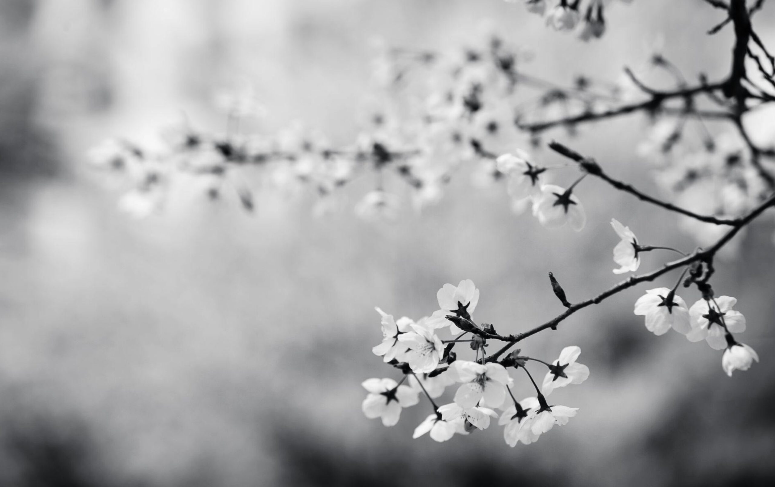 Xnip2025-11-26_13-24-57