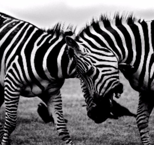 Xnip2025-11-26_14-13-48